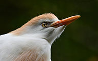 Cattle egret (male, Bubulcus ibis)